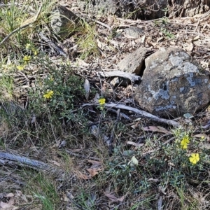 Hibbertia obtusifolia at Belconnen, ACT - 18 Oct 2023