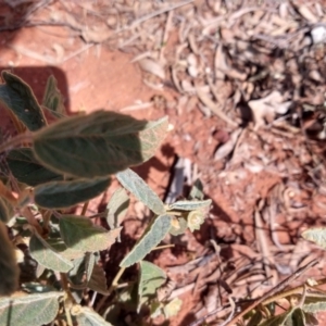 Hibiscus sturtii at Charleville, QLD - 27 Aug 2022 12:37 PM