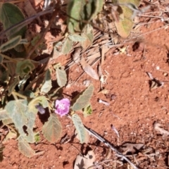 Hibiscus sturtii at Charleville, QLD - 27 Aug 2022