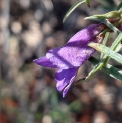 Eremophila gilesii (Charleville Turkey-Bush) at Charleville, QLD - 27 Aug 2022 by LyndalT