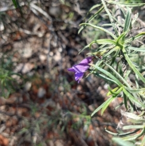 Eremophila gilesii at Charleville, QLD - 27 Aug 2022 12:55 PM