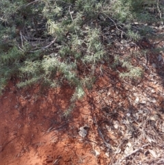 Eremophila gilesii at Charleville, QLD - 27 Aug 2022