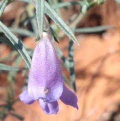 Eremophila gilesii (Charleville Turkey-Bush) at Charleville, QLD - 27 Aug 2022 by LyndalT