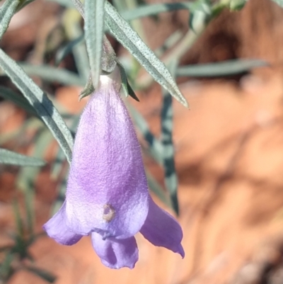 Eremophila gilesii (Charleville Turkey-Bush) at Charleville, QLD - 27 Aug 2022 by LyndalT