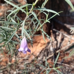 Eremophila gilesii at Charleville, QLD - 27 Aug 2022