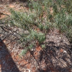 Eremophila gilesii at Charleville, QLD - 27 Aug 2022