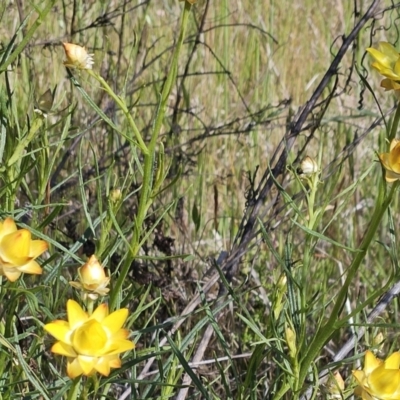 Xerochrysum viscosum (Sticky Everlasting) at Belconnen, ACT - 18 Oct 2023 by sangio7