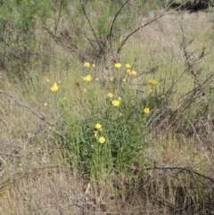 Xerochrysum viscosum at Belconnen, ACT - 18 Oct 2023