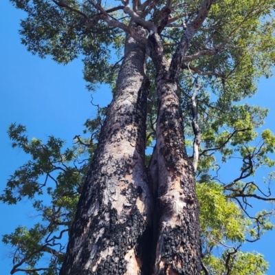 Corymbia gummifera (Red Bloodwood) at Nullica State Forest - 19 Oct 2023 by Steve818