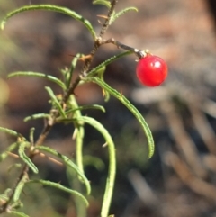 Unidentified Other Shrub at Charleville, QLD - 27 Aug 2022 by LyndalT
