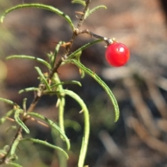Solanum ferocissimum (Spiny Potato-Bush) at Charleville, QLD - 27 Aug 2022 by LyndalT