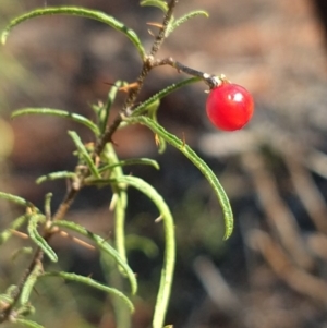 Solanum ferocissimum at Charleville, QLD - 27 Aug 2022 12:58 PM