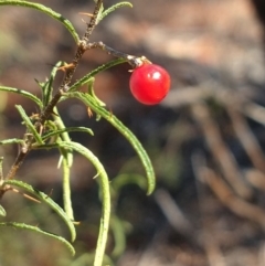 Solanum ferocissimum at Charleville, QLD - 27 Aug 2022 12:58 PM