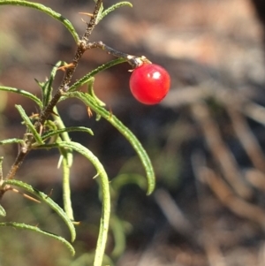 Solanum ferocissimum at Charleville, QLD - 27 Aug 2022