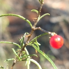 Solanum ferocissimum at Charleville, QLD - 27 Aug 2022