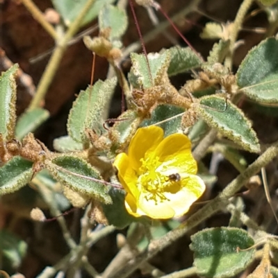 Sida sp. at Quilpie, QLD - 28 Aug 2022 by LyndalT