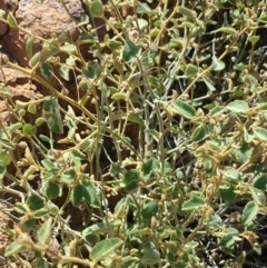 Sida (Genus) at Quilpie, QLD - 28 Aug 2022 12:02 PM