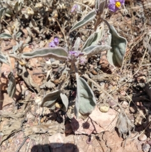 Solanum ellipticum at Quilpie, QLD - 28 Aug 2022