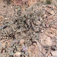 Solanum ellipticum at Quilpie, QLD - 28 Aug 2022