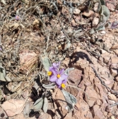 Solanum ellipticum at Quilpie, QLD - 28 Aug 2022 12:07 PM