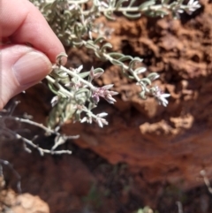 Ptilotus pedleyanus at Quilpie, QLD - 28 Aug 2022 by LyndalT