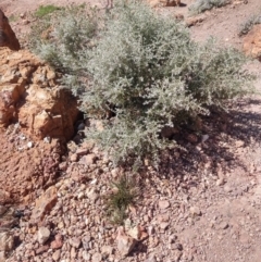 Ptilotus pedleyanus at Quilpie, QLD - 28 Aug 2022