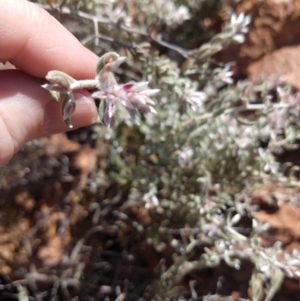 Ptilotus pedleyanus at Quilpie, QLD - 28 Aug 2022