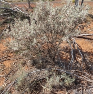 Eremophila bowmanii subsp. bowmanii at Yowah, QLD - 28 Aug 2022