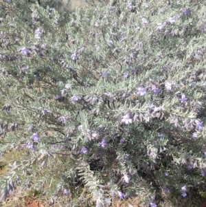 Eremophila bowmanii subsp. bowmanii at Yowah, QLD - 28 Aug 2022 01:34 PM