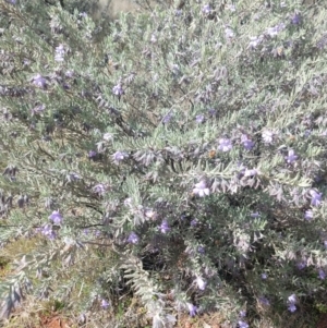 Eremophila bowmanii subsp. bowmanii at Yowah, QLD - 28 Aug 2022