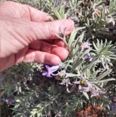 Eremophila bowmanii subsp. bowmanii at Yowah, QLD - 28 Aug 2022 01:34 PM