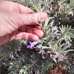 Eremophila bowmanii subsp. bowmanii at Yowah, QLD - 28 Aug 2022