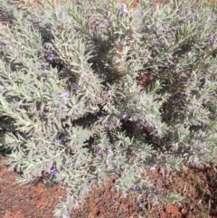 Eremophila bowmanii subsp. bowmanii at Yowah, QLD - 28 Aug 2022