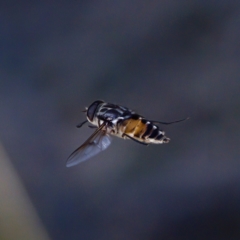 Unidentified Tangle-vein fly (Nemestrinidae) at Bungonia, NSW - 1 Oct 2023 by KorinneM