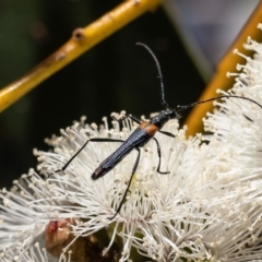 Oroderes humeralis (A longhorn beetle) at Belconnen, ACT - 19 Oct 2023 by Roger