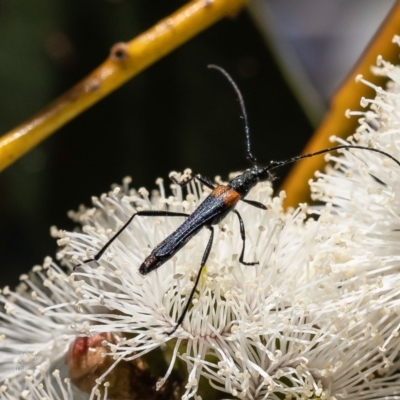 Oroderes humeralis (A longhorn beetle) at Aranda Bushland - 18 Oct 2023 by Roger