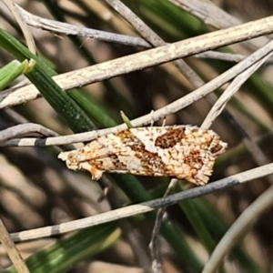 Epitymbia isoscelana at Captains Flat, NSW - 19 Oct 2023