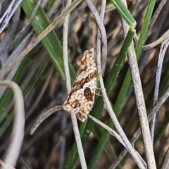 Epitymbia isoscelana at Captains Flat, NSW - 19 Oct 2023