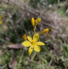 Bulbine bulbosa (Golden Lily) at Goorooyarroo NR (ACT) - 19 Oct 2023 by Csteele4