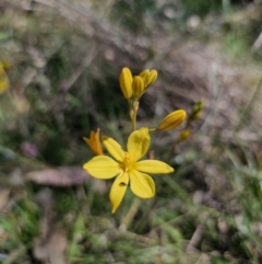 Bulbine bulbosa (Golden Lily) at Gungahlin, ACT - 19 Oct 2023 by Csteele4