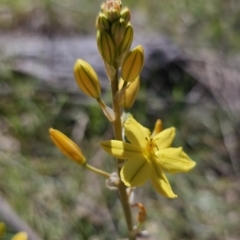 Bulbine bulbosa at Gungahlin, ACT - 19 Oct 2023 02:13 PM