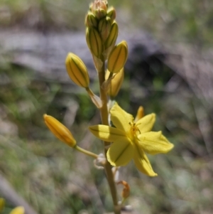 Bulbine bulbosa at Gungahlin, ACT - 19 Oct 2023 02:13 PM