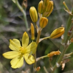 Bulbine bulbosa at Gungahlin, ACT - 19 Oct 2023 02:13 PM