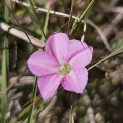 Convolvulus angustissimus subsp. angustissimus (Australian Bindweed) at Goorooyarroo NR (ACT) - 19 Oct 2023 by Csteele4