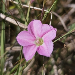 Convolvulus angustissimus subsp. angustissimus at Gungahlin, ACT - 19 Oct 2023