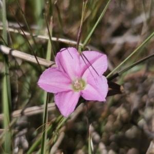 Convolvulus angustissimus subsp. angustissimus at Gungahlin, ACT - 19 Oct 2023 02:32 PM