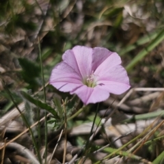 Convolvulus angustissimus subsp. angustissimus at Gungahlin, ACT - 19 Oct 2023 02:32 PM