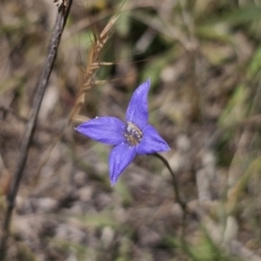 Wahlenbergia sp. (Bluebell) at Goorooyarroo NR (ACT) - 19 Oct 2023 by Csteele4