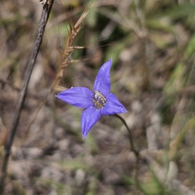 Wahlenbergia sp. (Bluebell) at Gungahlin, ACT - 19 Oct 2023 by Csteele4