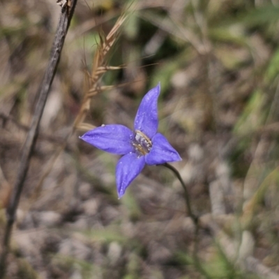 Wahlenbergia sp. (Bluebell) at Goorooyarroo NR (ACT) - 19 Oct 2023 by Csteele4